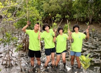 Students dig into the mud to plant mangrove shoots as part of their sea conservation camp.